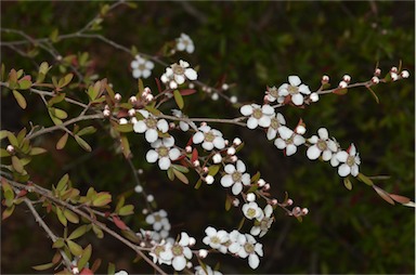 APII jpeg image of Leptospermum brevipes  © contact APII