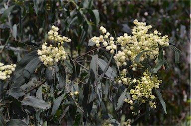 APII jpeg image of Acacia falciformis  © contact APII