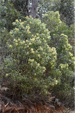 APII jpeg image of Acacia falciformis  © contact APII