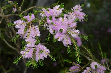 APII jpeg image of Melaleuca glaberrima  © contact APII