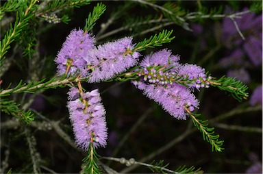 APII jpeg image of Melaleuca glaberrima  © contact APII