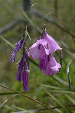 APII jpeg image of Dierama pendulum  © contact APII