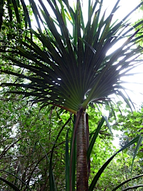 APII jpeg image of Pandanus elatus  © contact APII