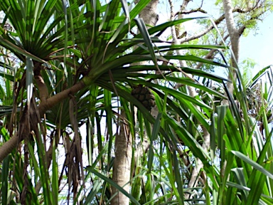 APII jpeg image of Pandanus christmatensis  © contact APII