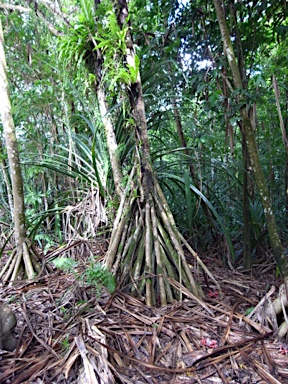 APII jpeg image of Pandanus elatus  © contact APII