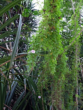 APII jpeg image of Ipomoea cairica  © contact APII