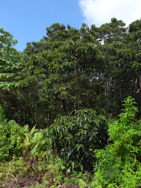 APII jpeg image of Aleurites moluccanus  © contact APII