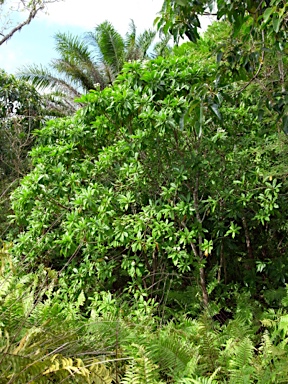 APII jpeg image of Cerbera manghas  © contact APII