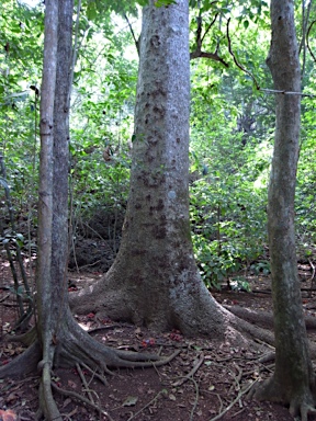 APII jpeg image of Gyrocarpus americanus  © contact APII