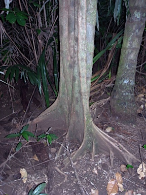 APII jpeg image of Inocarpus fagifer  © contact APII