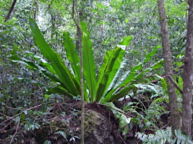 APII jpeg image of Asplenium nidus  © contact APII