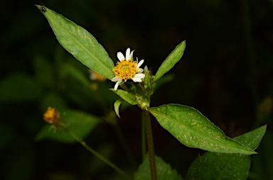 APII jpeg image of Bidens pilosa var. minor  © contact APII