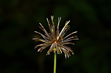 APII jpeg image of Bidens pilosa var. minor  © contact APII