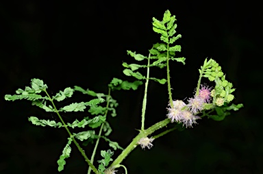 APII jpeg image of Mimosa invisa  © contact APII