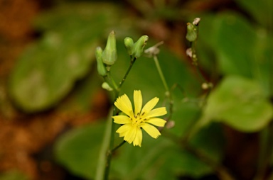 APII jpeg image of Youngia japonica  © contact APII