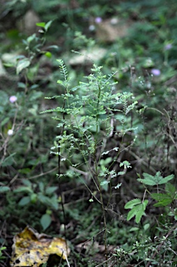 APII jpeg image of Phyllanthus amarus  © contact APII