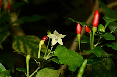 APII jpeg image of Capsicum frutescens  © contact APII