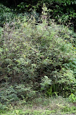 APII jpeg image of Leucaena leucocephala  © contact APII