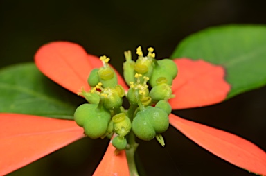 APII jpeg image of Euphorbia cyathophora  © contact APII