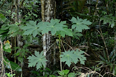 APII jpeg image of Carica papaya  © contact APII