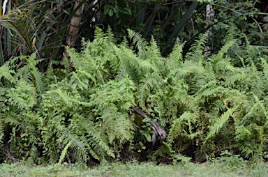 APII jpeg image of Nephrolepis multiflora  © contact APII