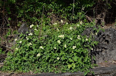 APII jpeg image of Asystasia gangetica subsp. gangetica  © contact APII