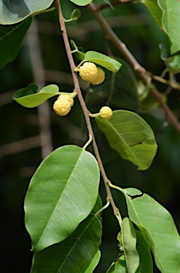 APII jpeg image of Maclura cochinchinensis  © contact APII