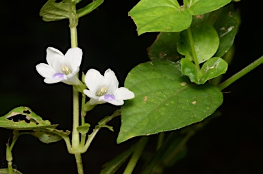 APII jpeg image of Asystasia gangetica subsp. micrantha  © contact APII