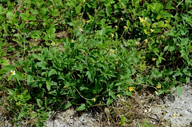 APII jpeg image of Tridax procumbens  © contact APII