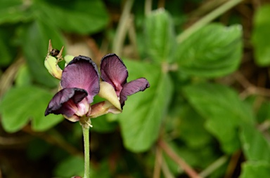 APII jpeg image of Macroptilium atropurpureum  © contact APII