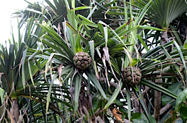 APII jpeg image of Pandanus christmatensis  © contact APII