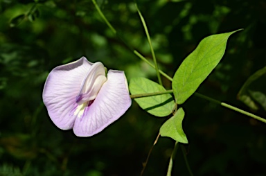 APII jpeg image of Clitoria ternatea  © contact APII