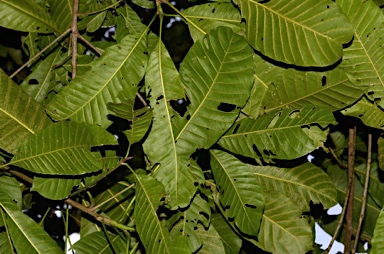 APII jpeg image of Planchonella nitida  © contact APII