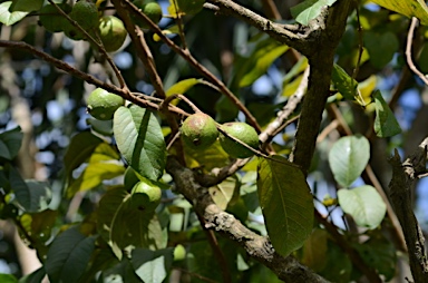 APII jpeg image of Psidium guajava  © contact APII