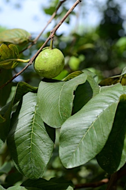 APII jpeg image of Psidium guajava  © contact APII