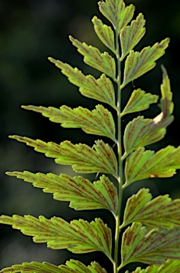 APII jpeg image of Asplenium listeri  © contact APII