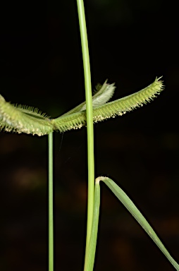 APII jpeg image of Dactyloctenium aegyptium  © contact APII