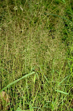 APII jpeg image of Eragrostis amabilis  © contact APII