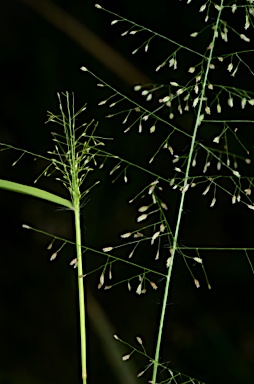 APII jpeg image of Eragrostis amabilis  © contact APII