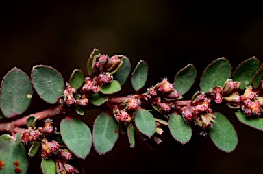 APII jpeg image of Euphorbia prostrata  © contact APII