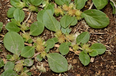 APII jpeg image of Alternanthera pungens  © contact APII