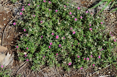 APII jpeg image of Portulaca pilosa  © contact APII