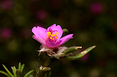 APII jpeg image of Portulaca pilosa  © contact APII