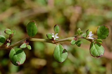 APII jpeg image of Trianthema portulacastrum  © contact APII