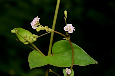 APII jpeg image of Boerhavia glabrata  © contact APII