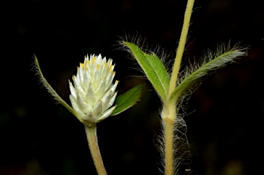 APII jpeg image of Gomphrena celosioides  © contact APII