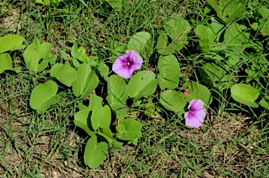 APII jpeg image of Ipomoea pes-caprae subsp. brasiliensis  © contact APII