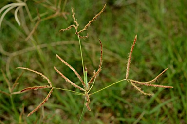 APII jpeg image of Cyperus rotundus  © contact APII