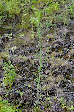 APII jpeg image of Erigeron bonariensis  © contact APII