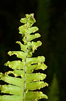 APII jpeg image of Nephrolepis multiflora  © contact APII